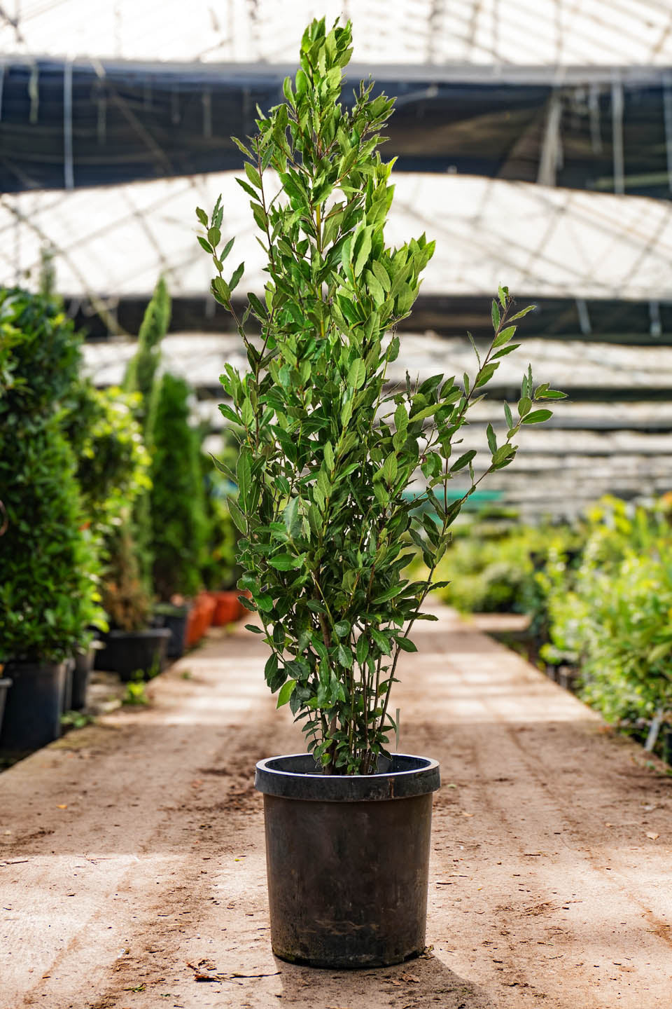 Laurus Nobilis (Bay Leaf)