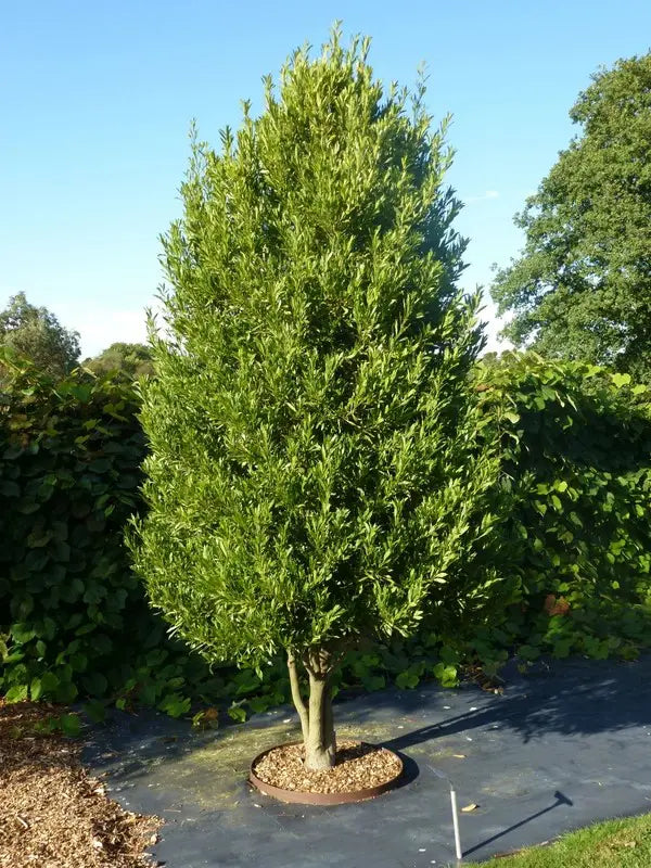 Laurus Nobilis (Bay Leaf)