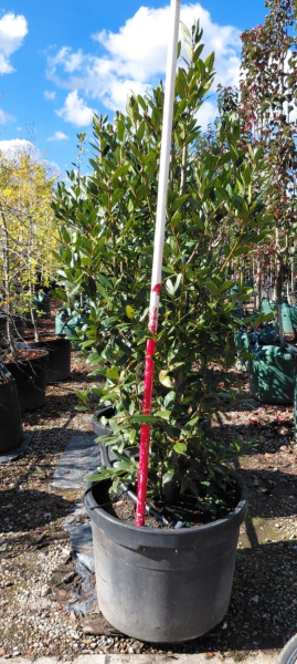Laurus Nobilis (Bay Leaf)