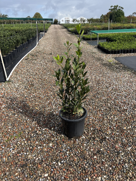 Laurus Nobilis (Bay Leaf)