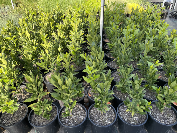 Laurus nobilis (Miles Choice)
