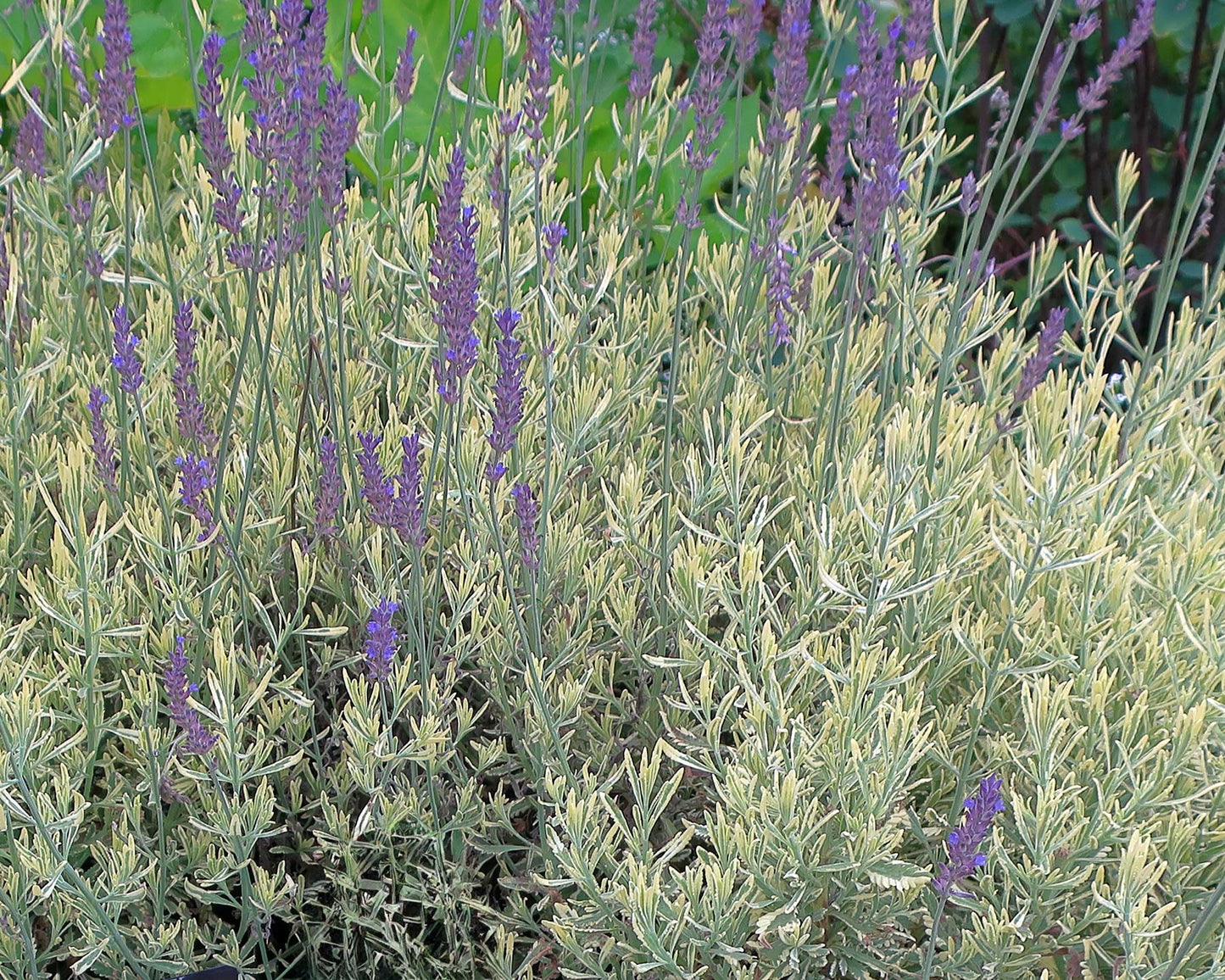 Lavandula Allardii (Allard's Lavender)
