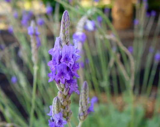 Lavandula pinnata ‘Sidonie’ (Sidonie Lavender)