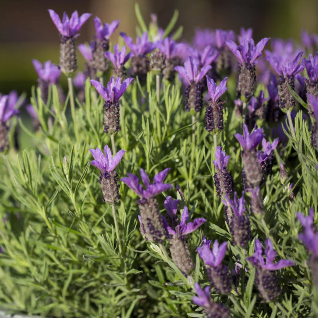 Lavandula ‘LaDiva Papillon Big Night’ (Lavender)