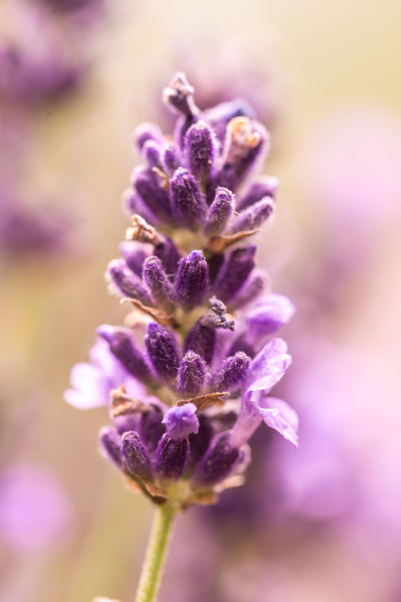 Lavandula Angustifolia (Berry Beautiful Purple Lavender)