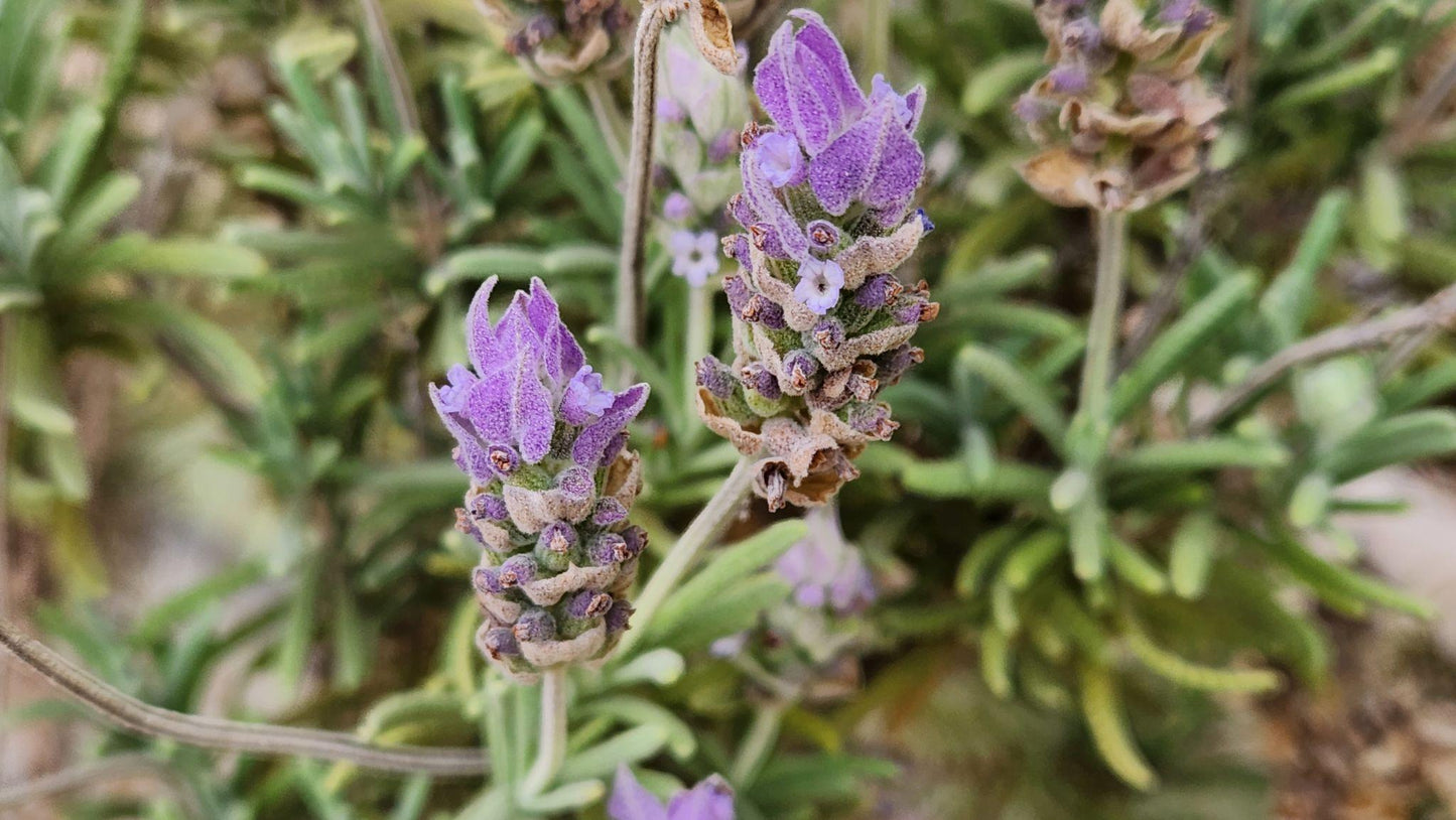 Lavandula Angustifolia (Berry Beautiful Purple Lavender)