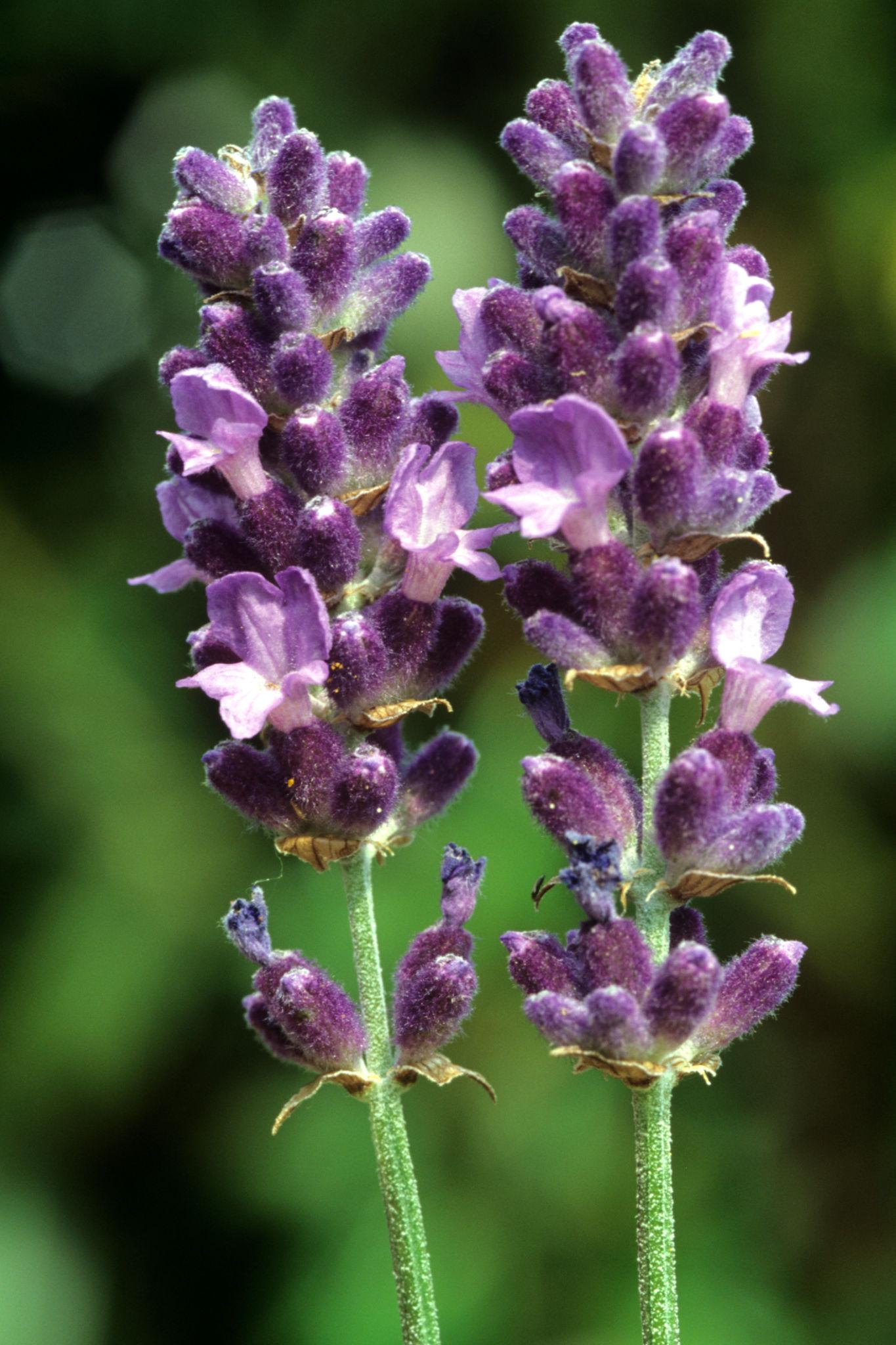 Lavandula Angustifolia (Berry Beautiful Purple Lavender)