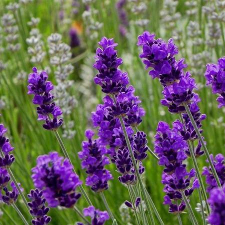 Lavandula Angustifolia 'Blue Scent' (Blue Scent English Lavender)