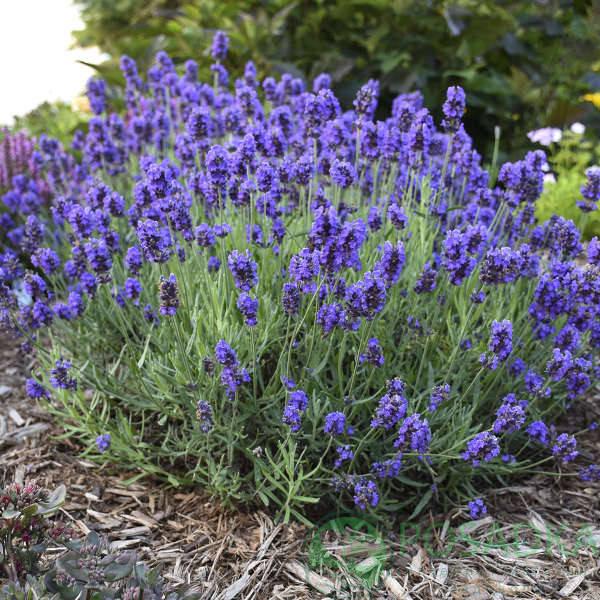 Lavandula Angustifolia 'Blue Scent' (Blue Scent English Lavender)