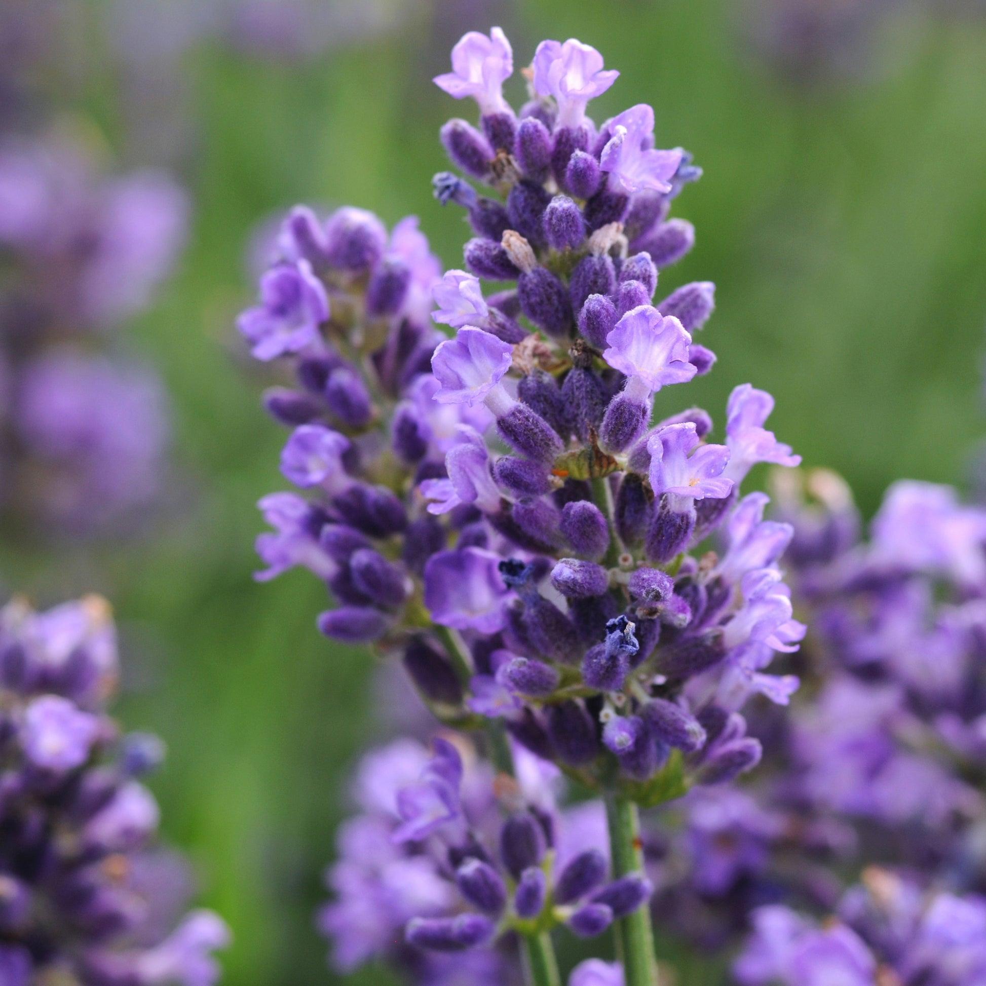 Lavandula Angustifolia 'LaDiva Romance' (Romance English Lavender)