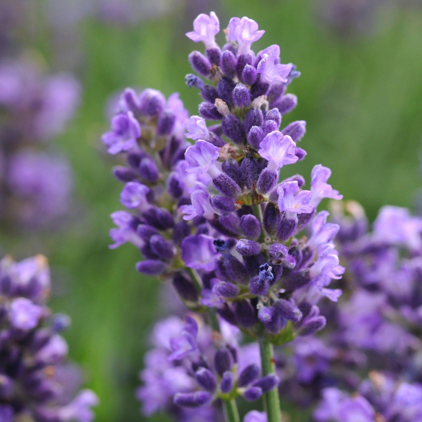 Lavandula Angustifolia 'LaDiva Romance' (Romance English Lavender)