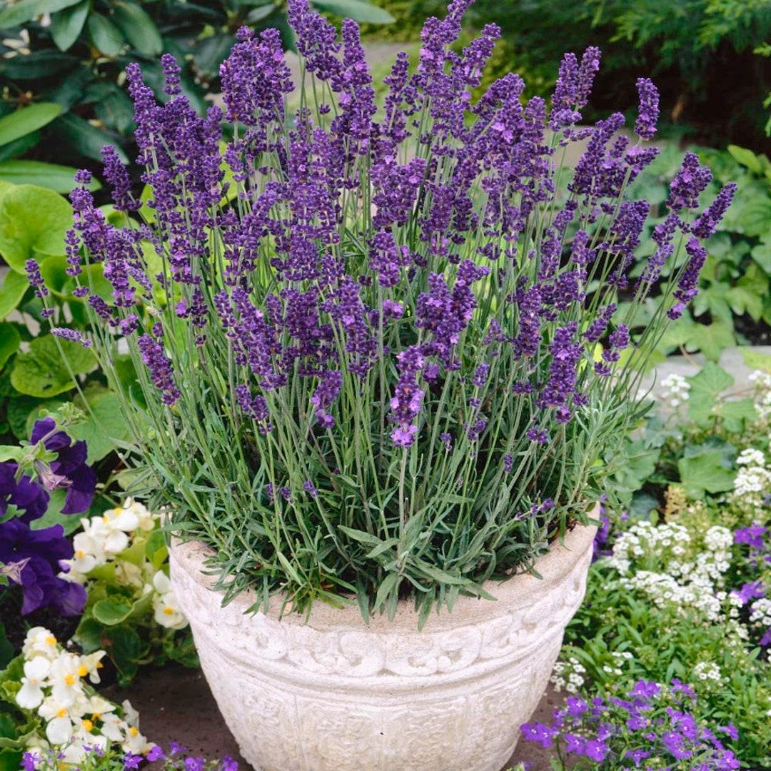 Lavandula Angustifolia 'LaDiva Romance' (Romance English Lavender)