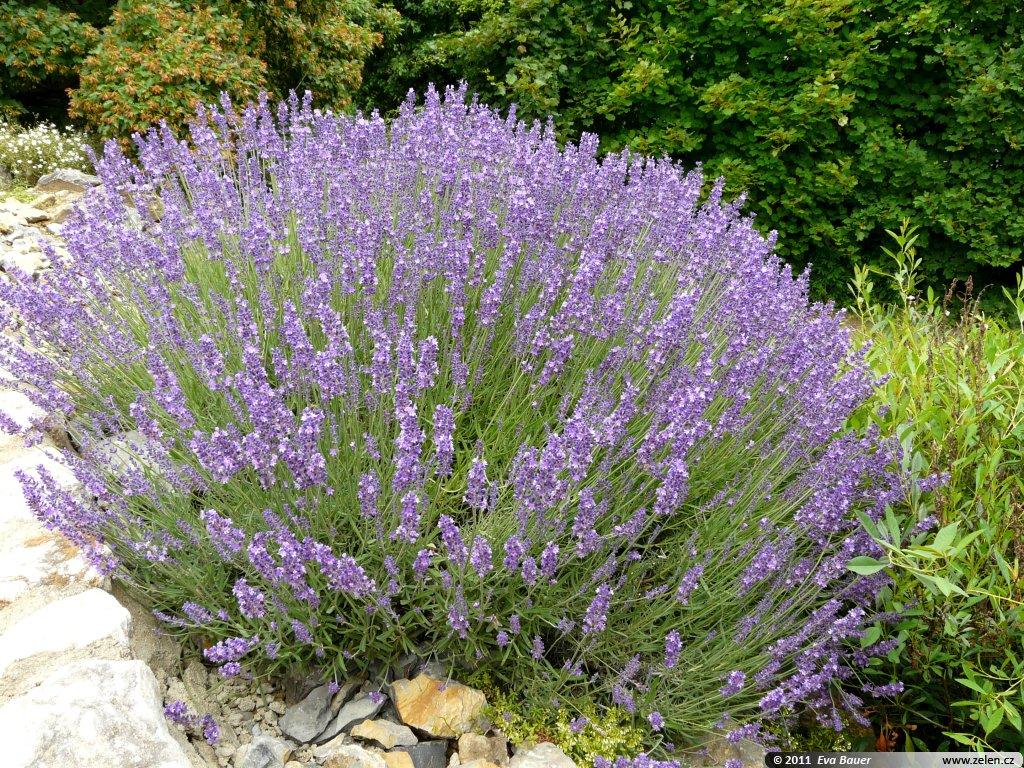 Lavandula Angustifolia 'LaDiva Romance' (Romance English Lavender)