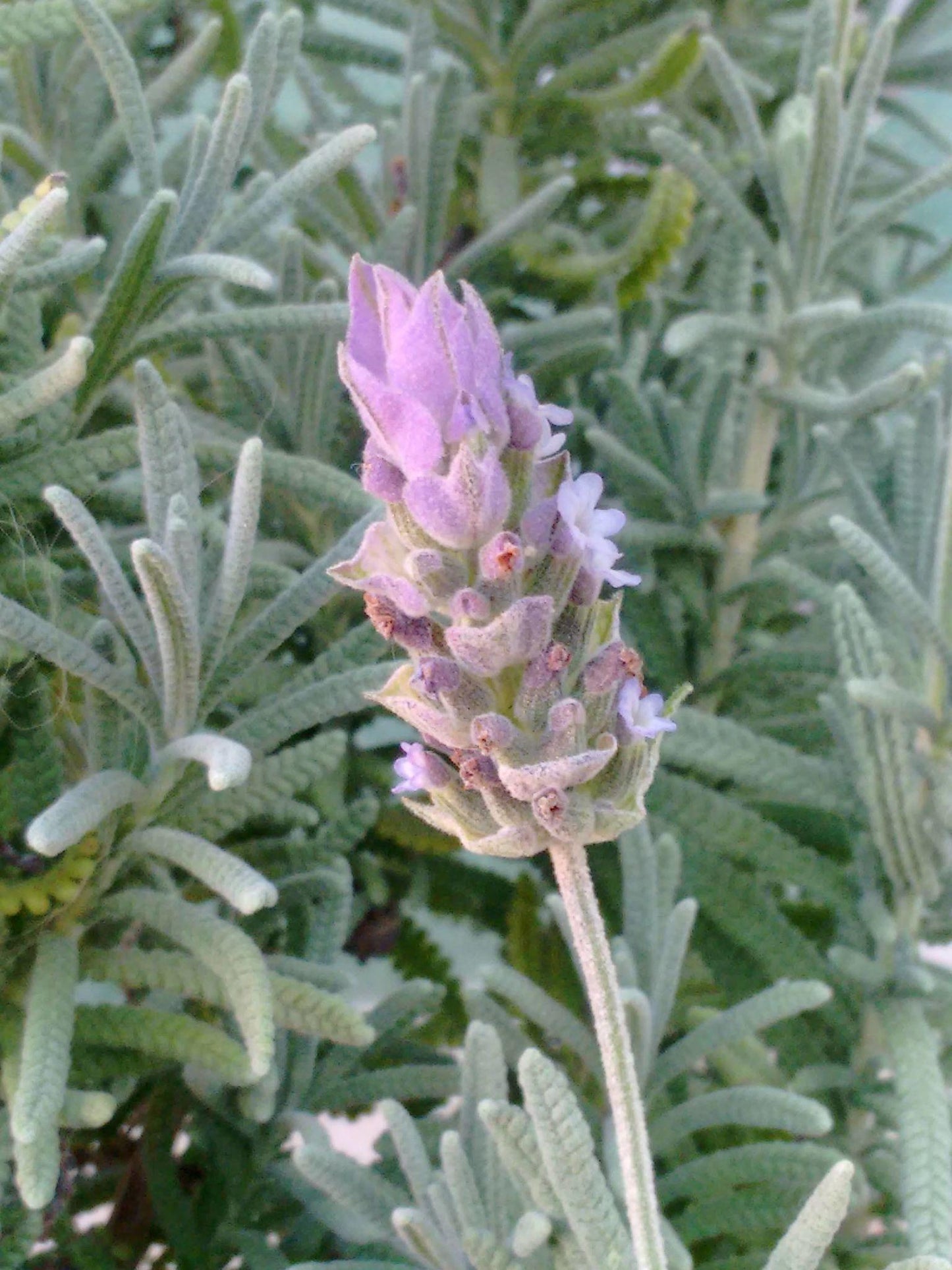 Lavandula Angustifolia ‘Loveheart’ (Pink Mauve Lavender)