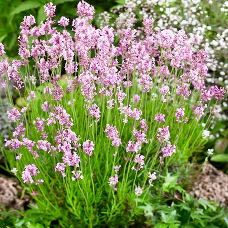 Lavandula Angustifolia ‘Loveheart’ (Pink Mauve Lavender)