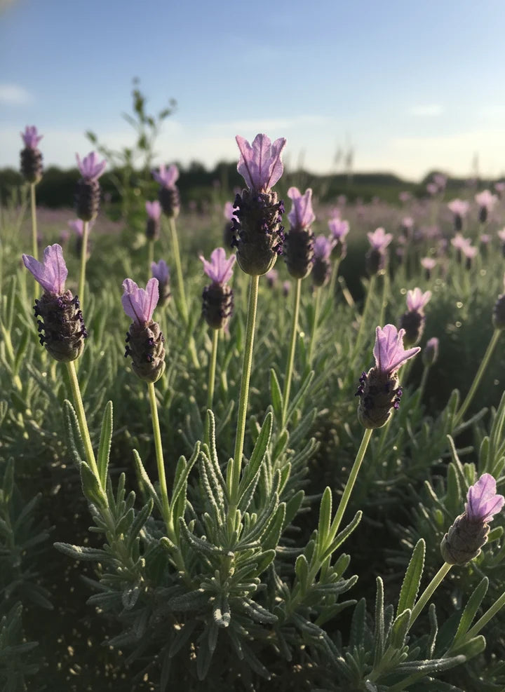 Lavandula Dentata ‘French Blue’ (French Lavender) Standards