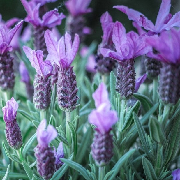 Lavandula Dentata ‘French Blue’ (French Lavender) Standards