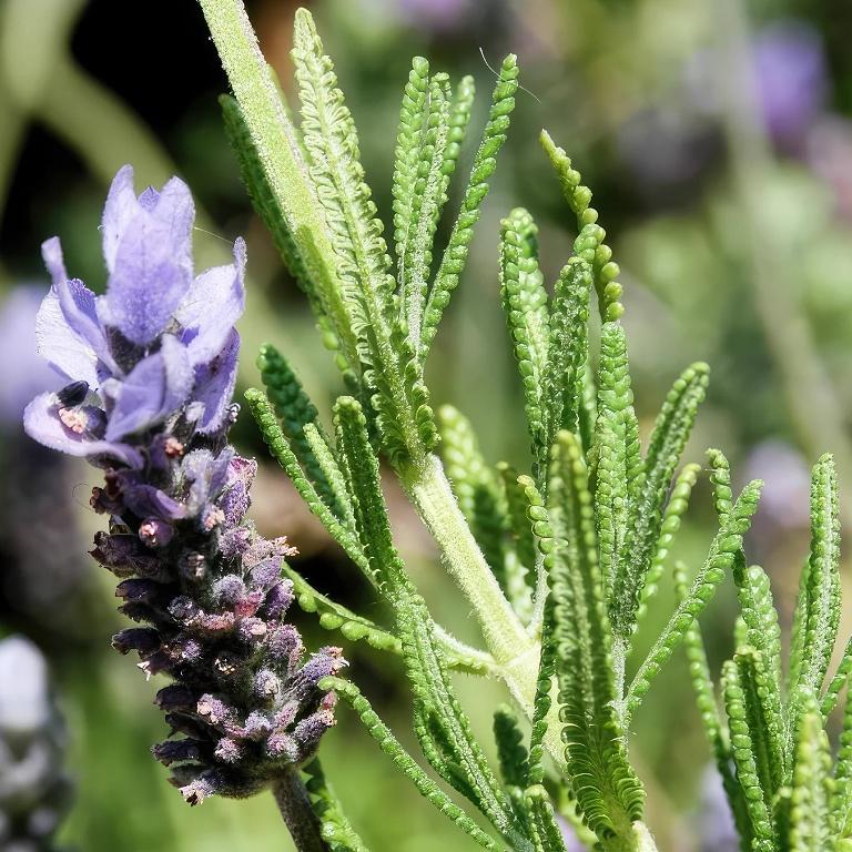 Lavandula Dentata ‘French Blue’ (French Lavender) Standards