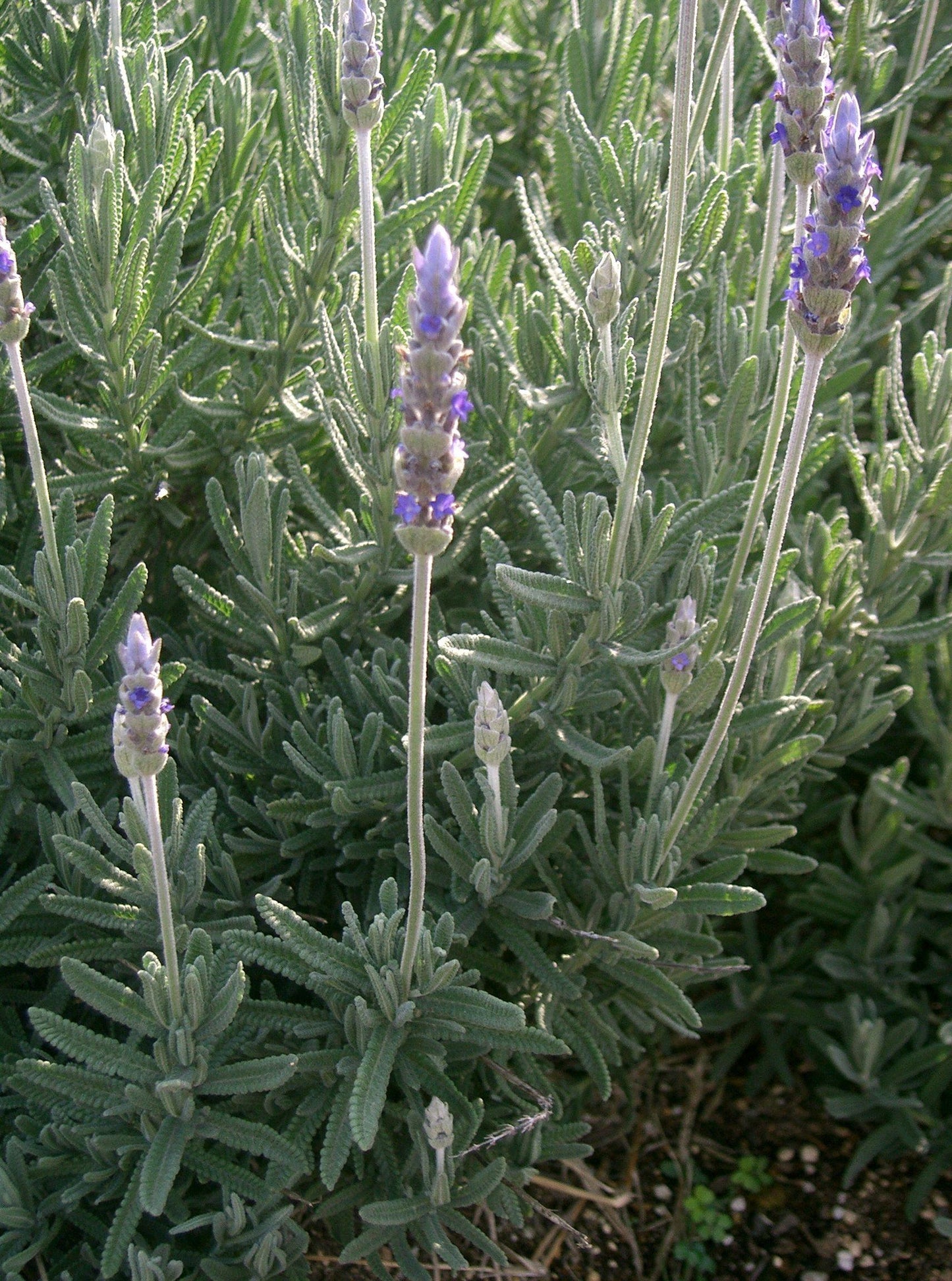 Lavandula Dentata 'Imperial' (French Lavender)