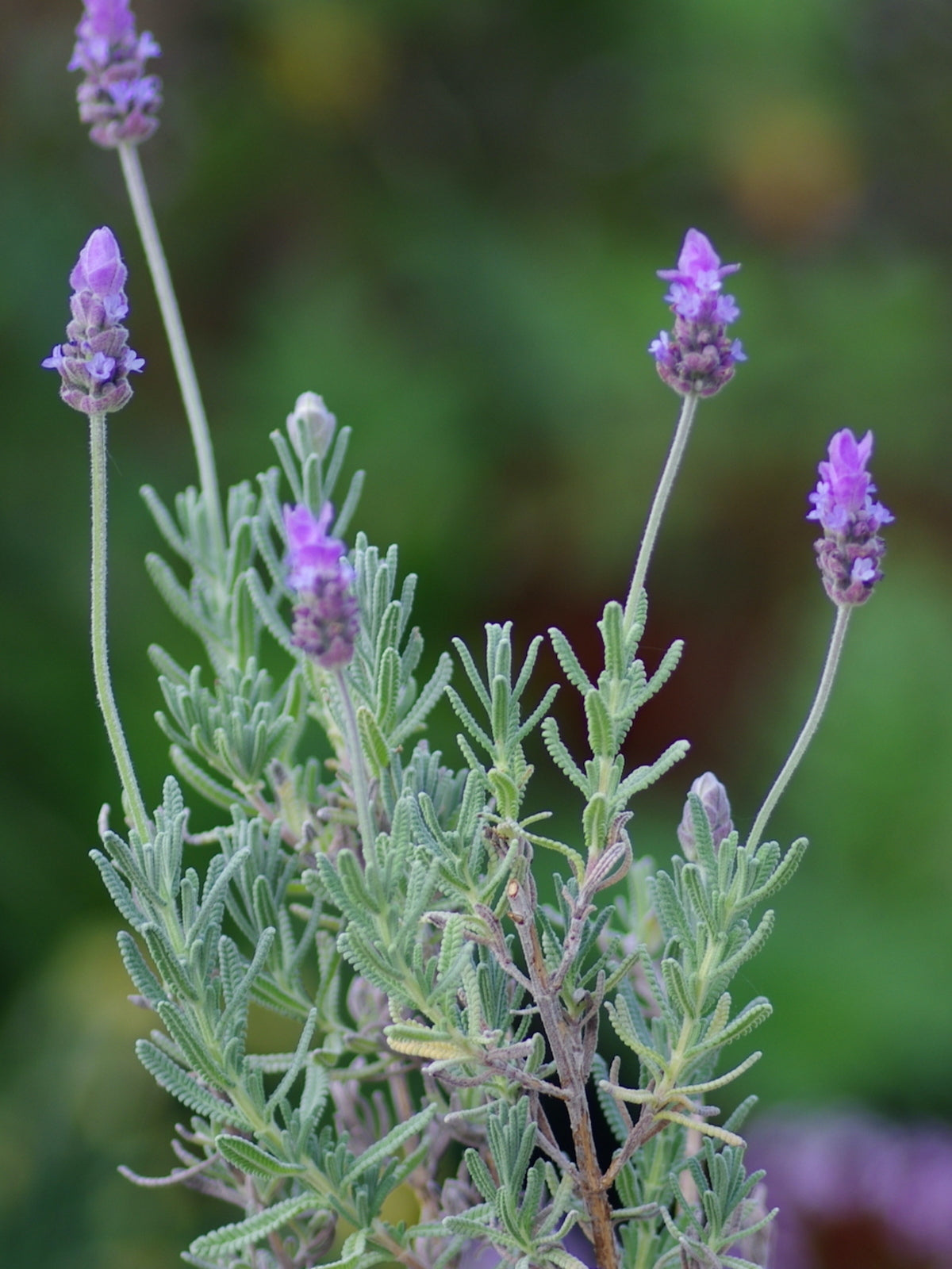 Lavandula Dentata 'Imperial' (French Lavender)