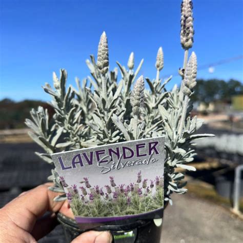 Lavandula Hybrida ‘Silverado’ (Lavender)