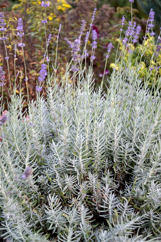 Lavandula Hybrida ‘Silverado’ (Lavender)
