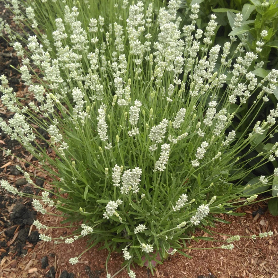 Lavandula 'La Diva White' (White Lavender)