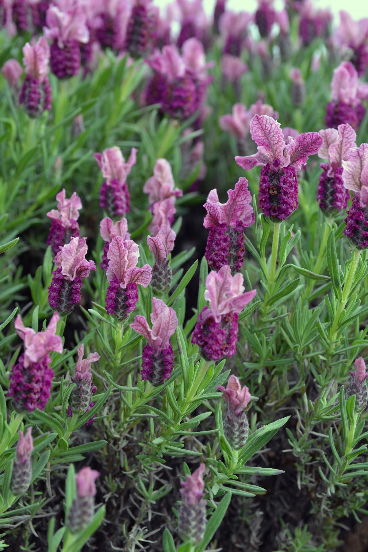 Lavandula Pedunculata 'Loveheart' (Loveheart Lavender)