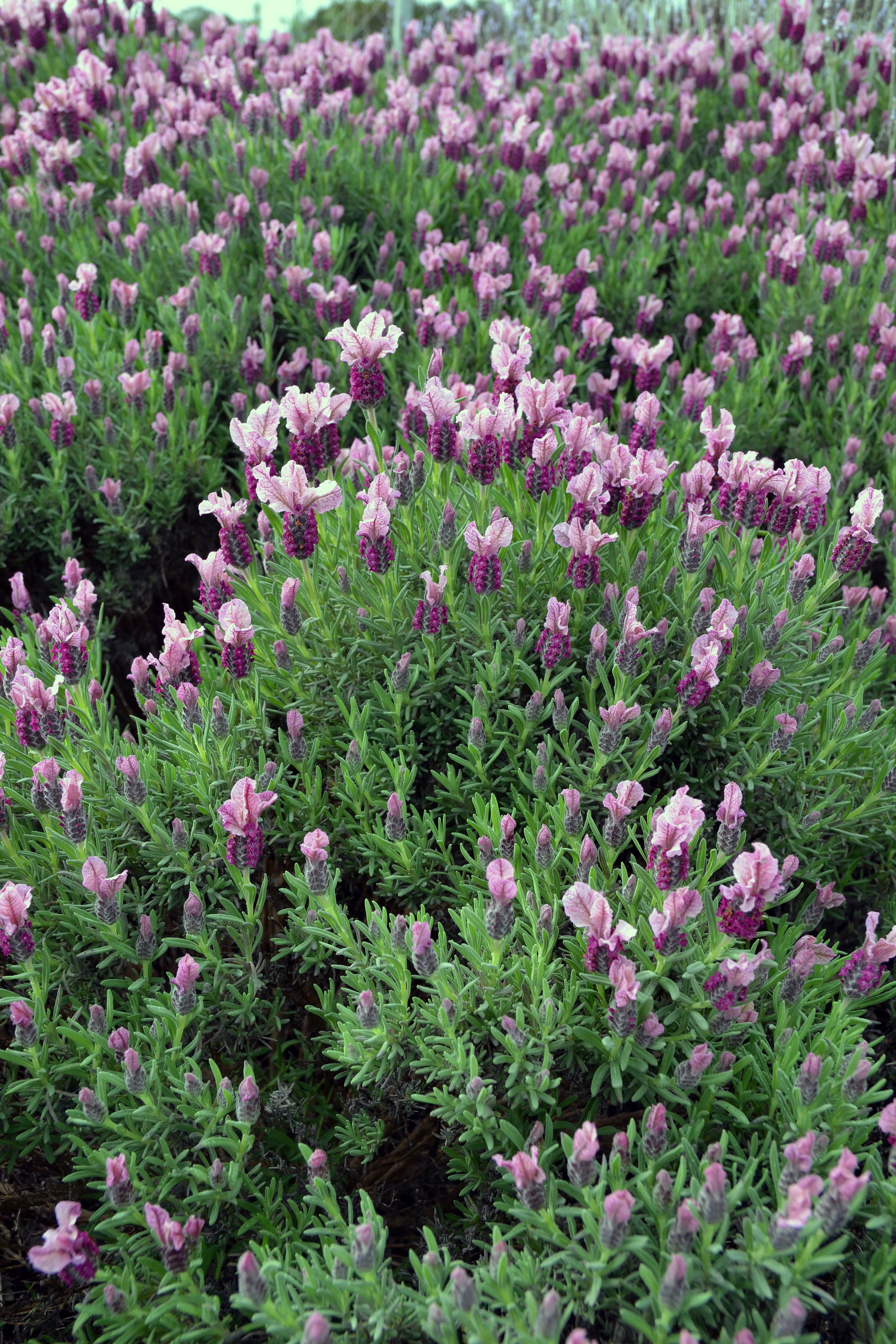 Lavandula Pedunculata 'Loveheart' (Loveheart Lavender)