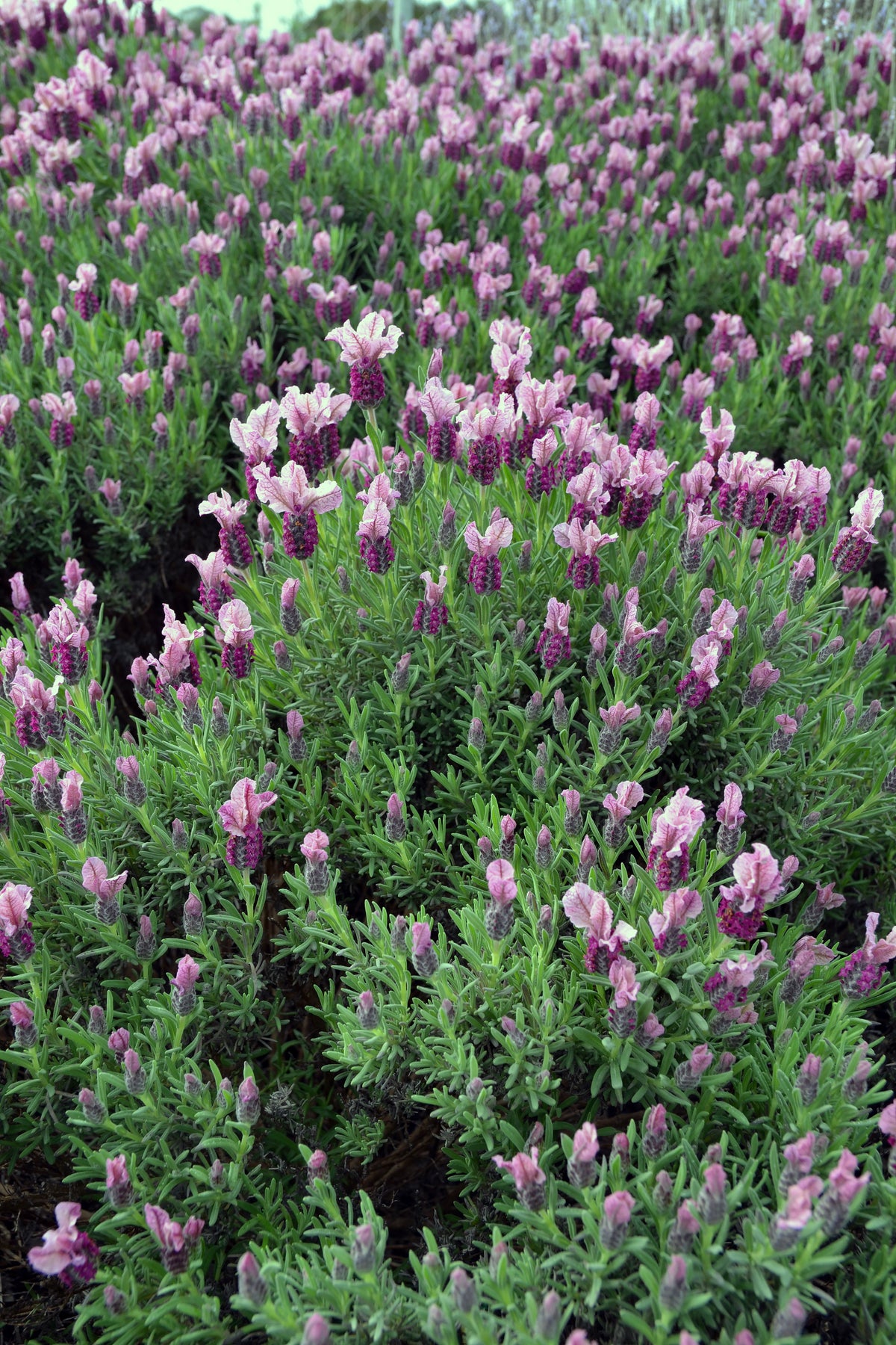 Lavandula Pedunculata 'Loveheart' (Loveheart Lavender)