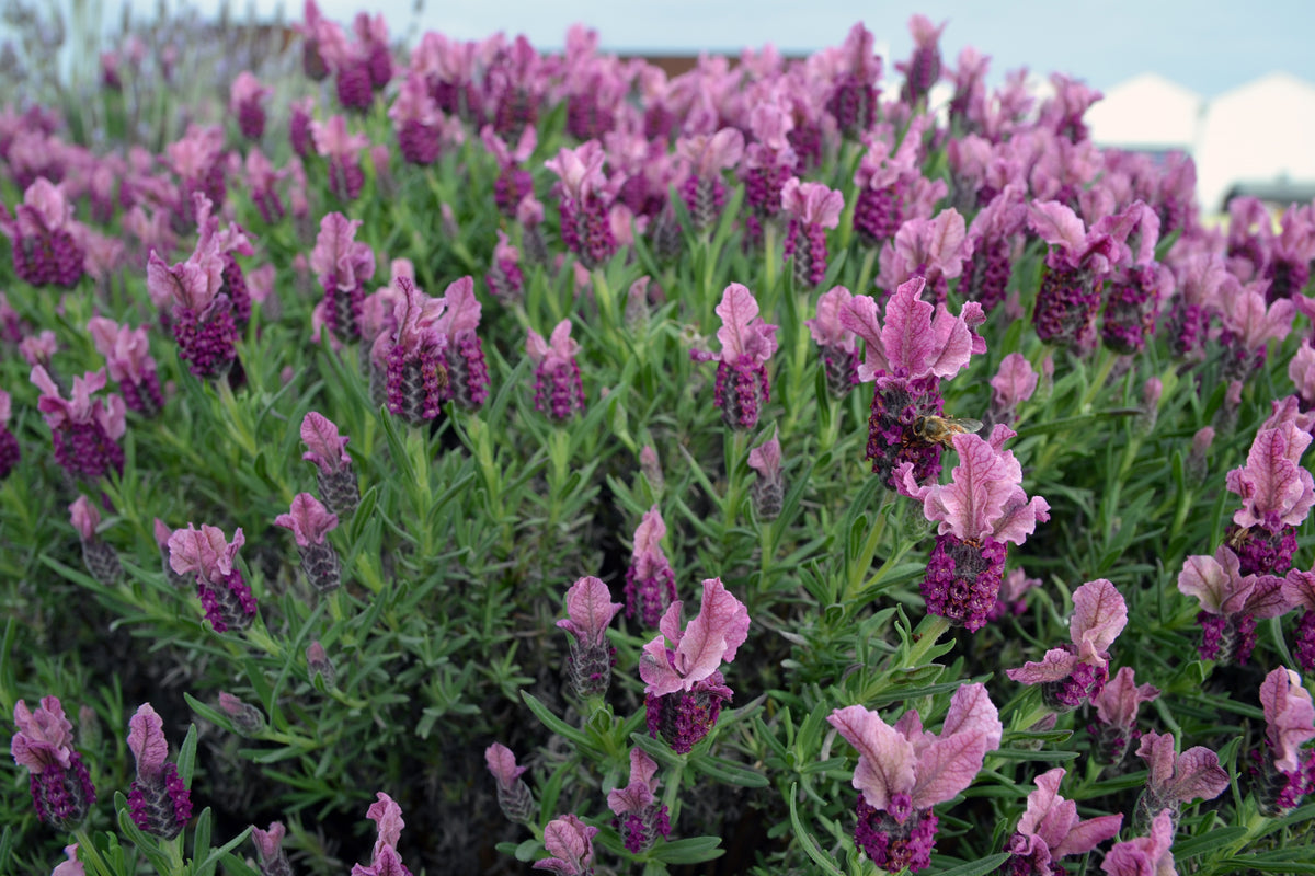 Lavandula Pedunculata 'Loveheart' (Loveheart Lavender)