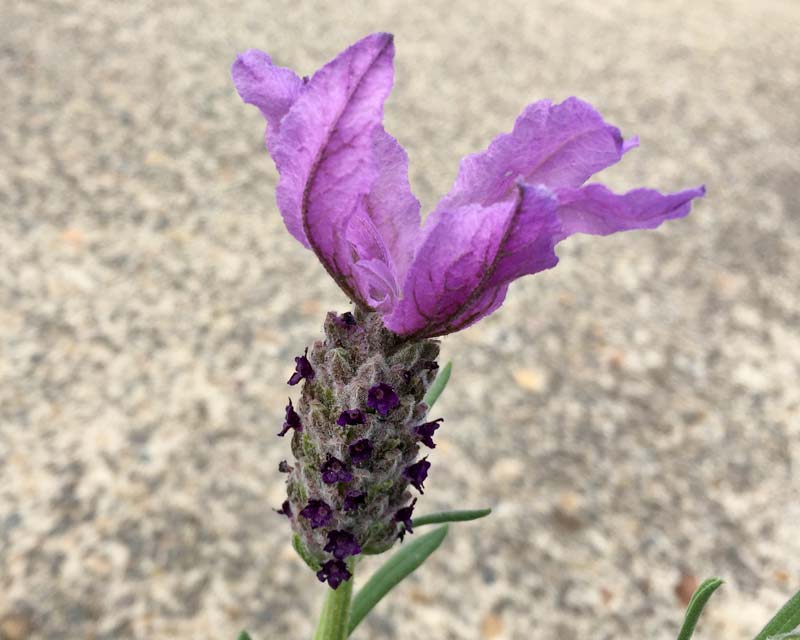 Lavandula Pedunculata ‘Sensation Blue’ (Sensation Blue Lavender)
