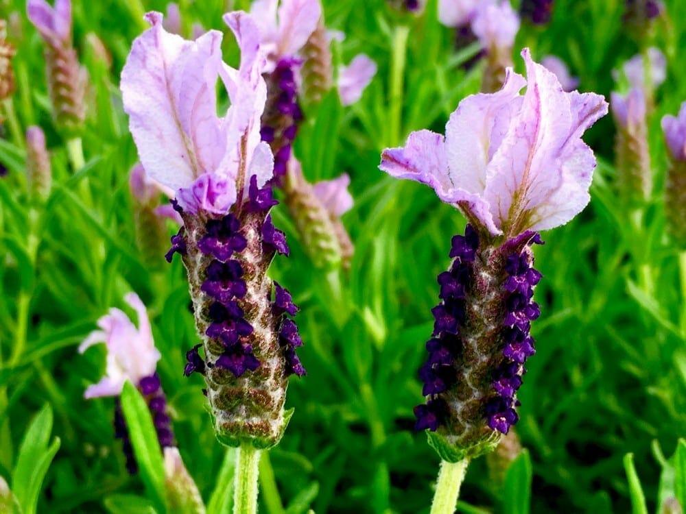 Lavandula Pedunculata ‘Sensation Blue’ (Sensation Blue Lavender)