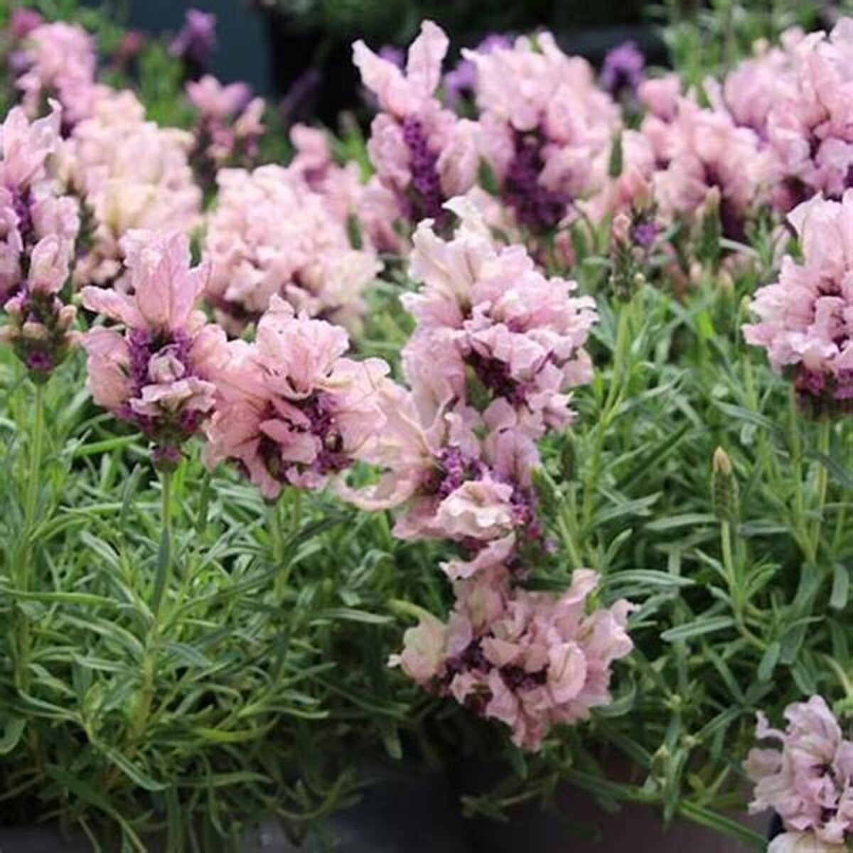 Lavandula Pedunculata 'Sensation Double Musk' (French Lavender)