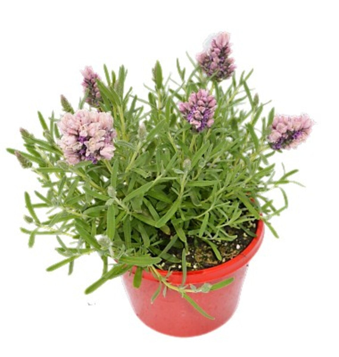 Lavandula Pedunculata 'Sensation Double Musk' (French Lavender)