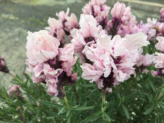 Lavandula Pedunculata 'Sensation Double Musk' (French Lavender)
