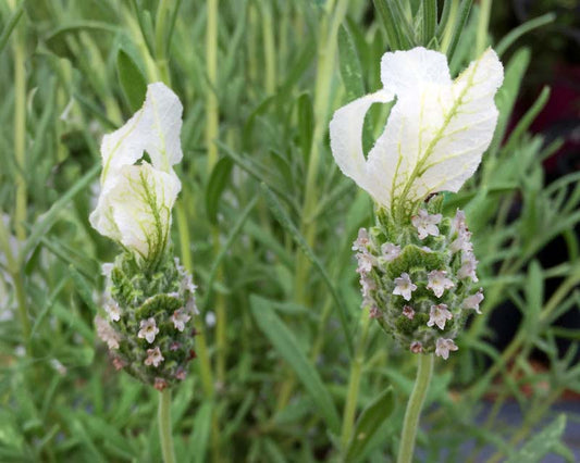 Lavandula Pedunculata 'Sensation White' (French Lavender)