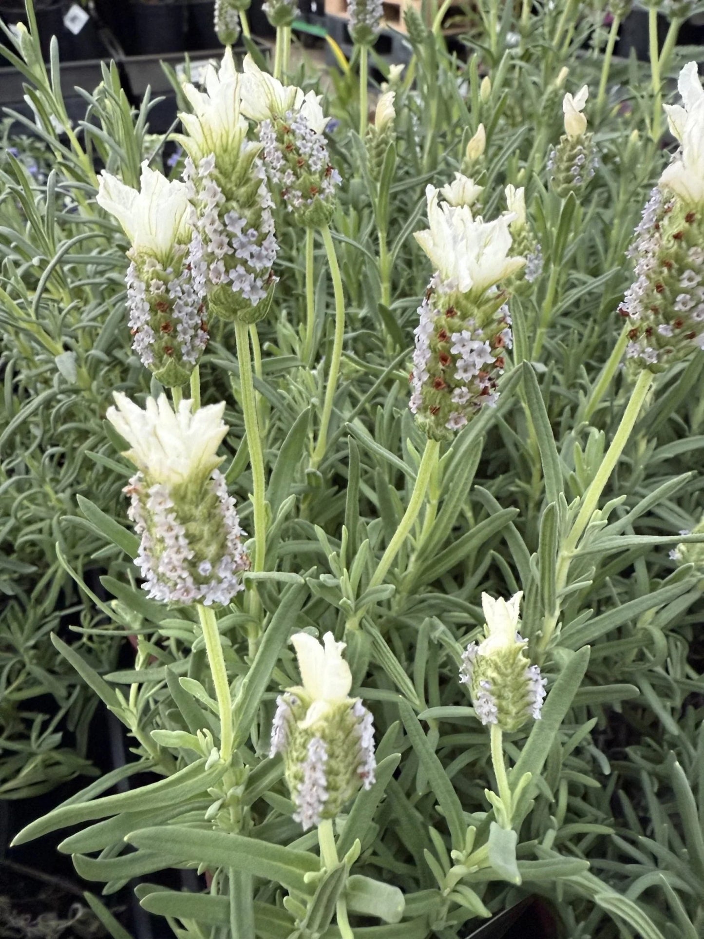 Lavandula Pedunculata 'Sensation White' (French Lavender)