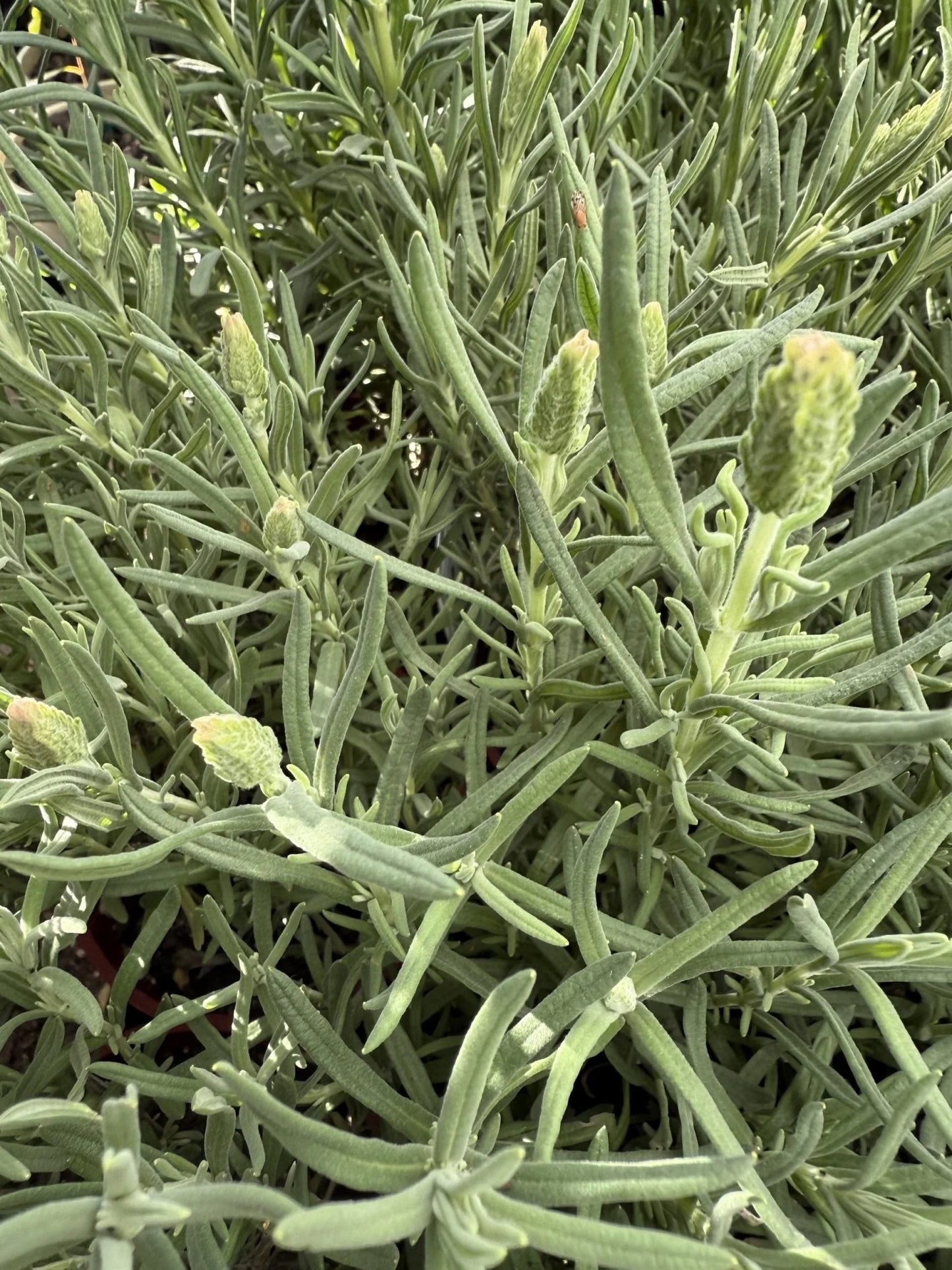 Lavandula Pedunculata 'Sensation White' (French Lavender)