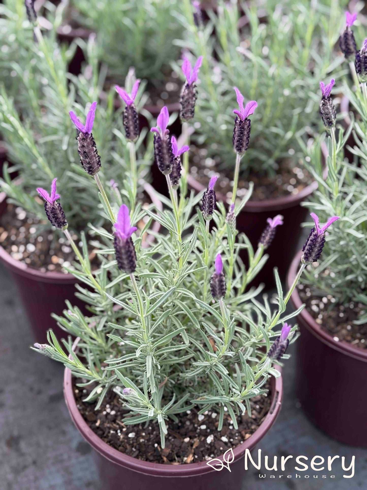 Lavandula Stoechas 'Avonview' (Lavender Avonview)
