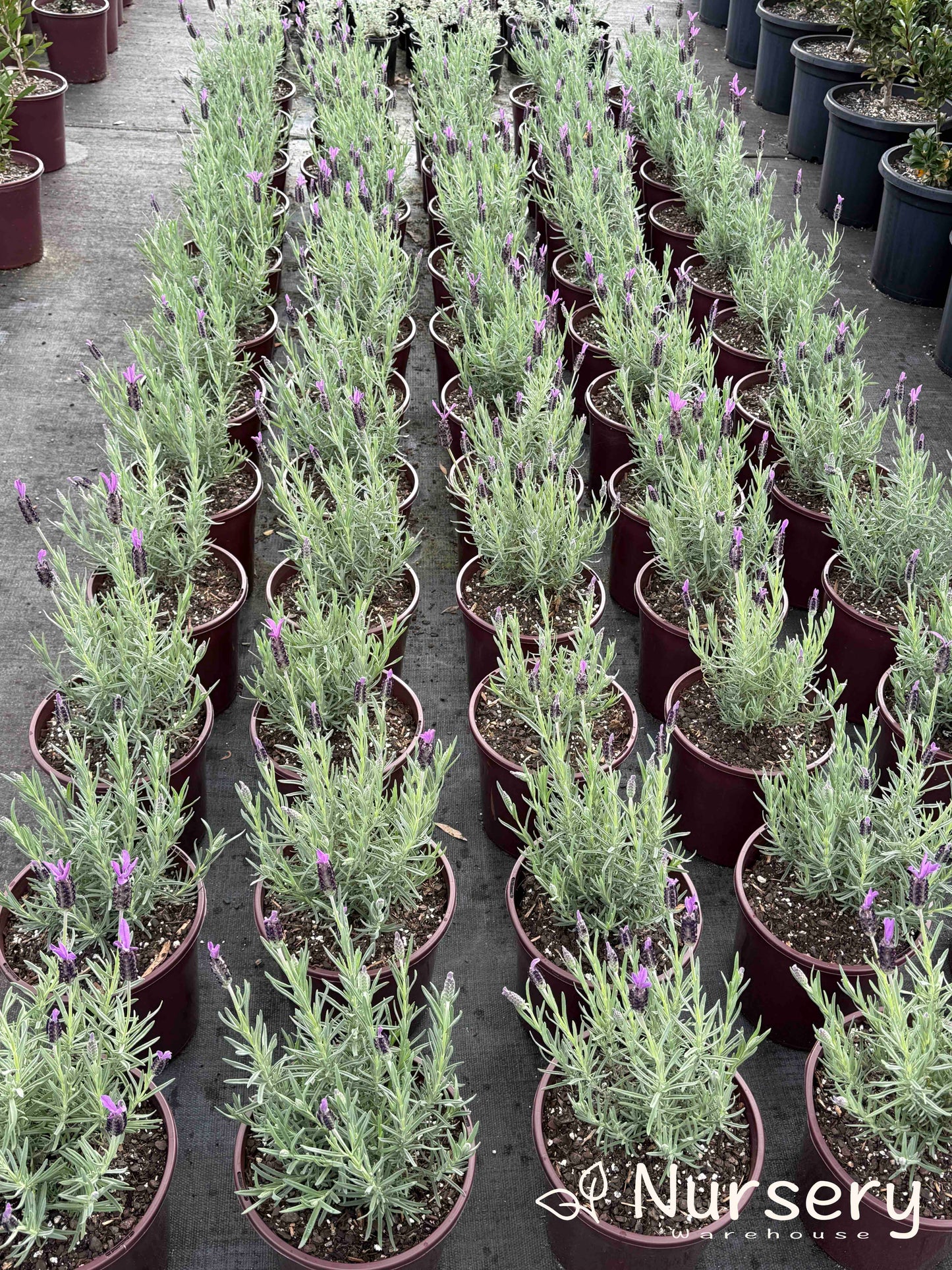 Lavandula Stoechas 'Avonview' (Lavender Avonview)