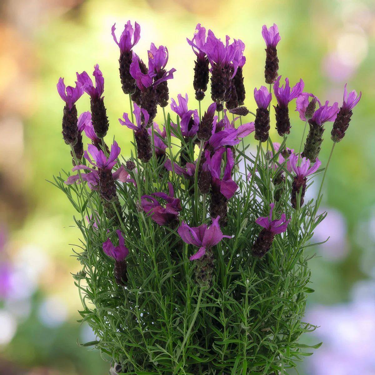 Lavandula Stoechas ‘LaDiva Berry Beautiful’ (Berry Beautiful Spanish Lavender)