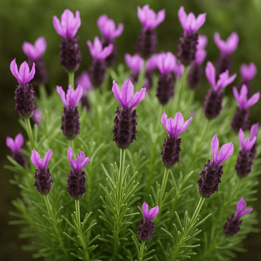 Lavandula Stoechas ‘LaDiva Berry Beautiful’ (Berry Beautiful Spanish Lavender)