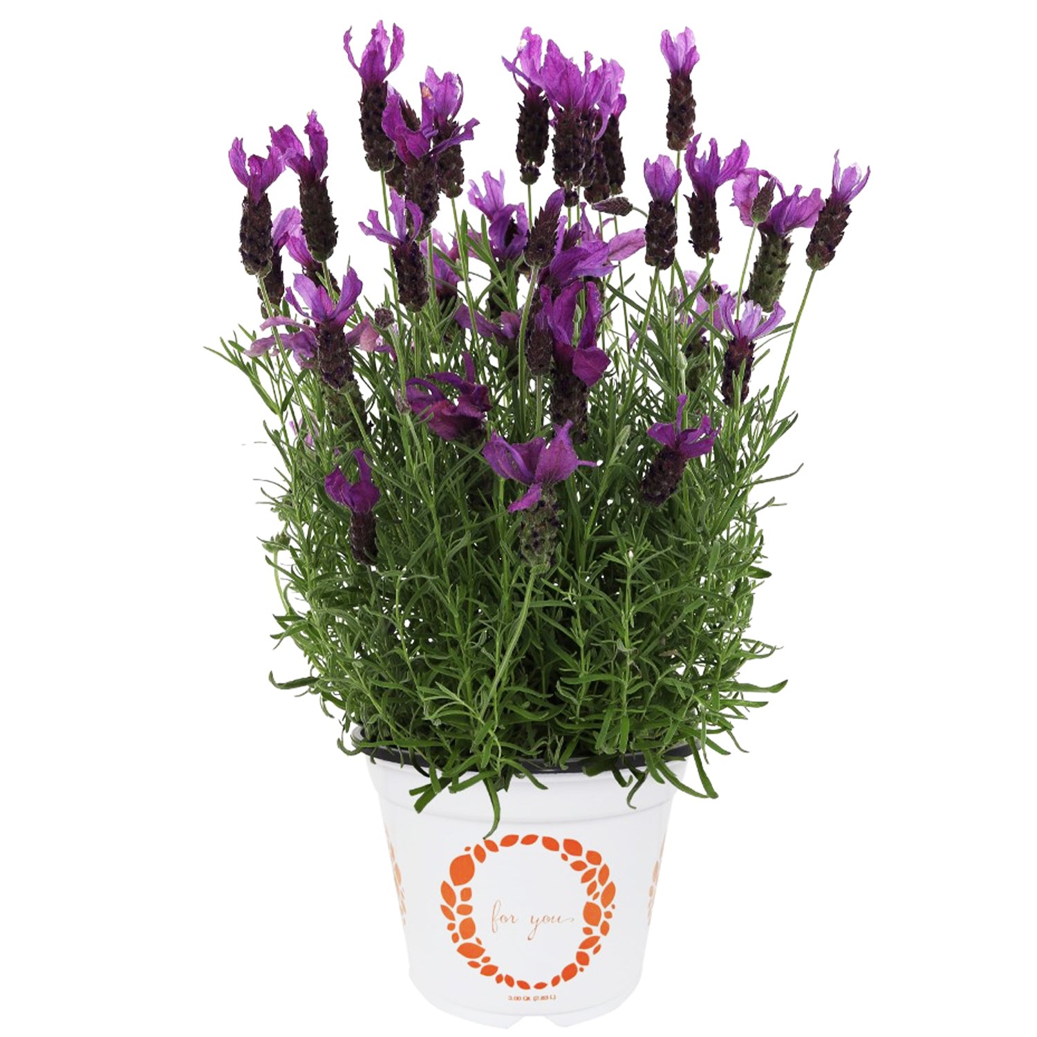 Lavandula Stoechas ‘LaDiva Berry Beautiful’ (Berry Beautiful Spanish Lavender)