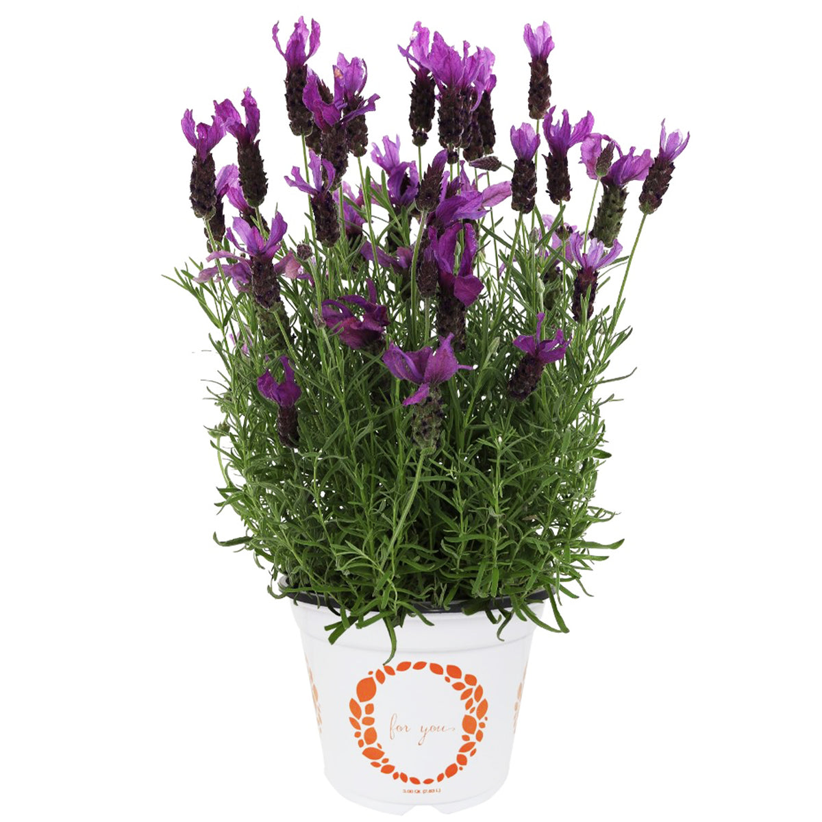 Lavandula Stoechas ‘LaDiva Berry Beautiful’ (Berry Beautiful Spanish Lavender)