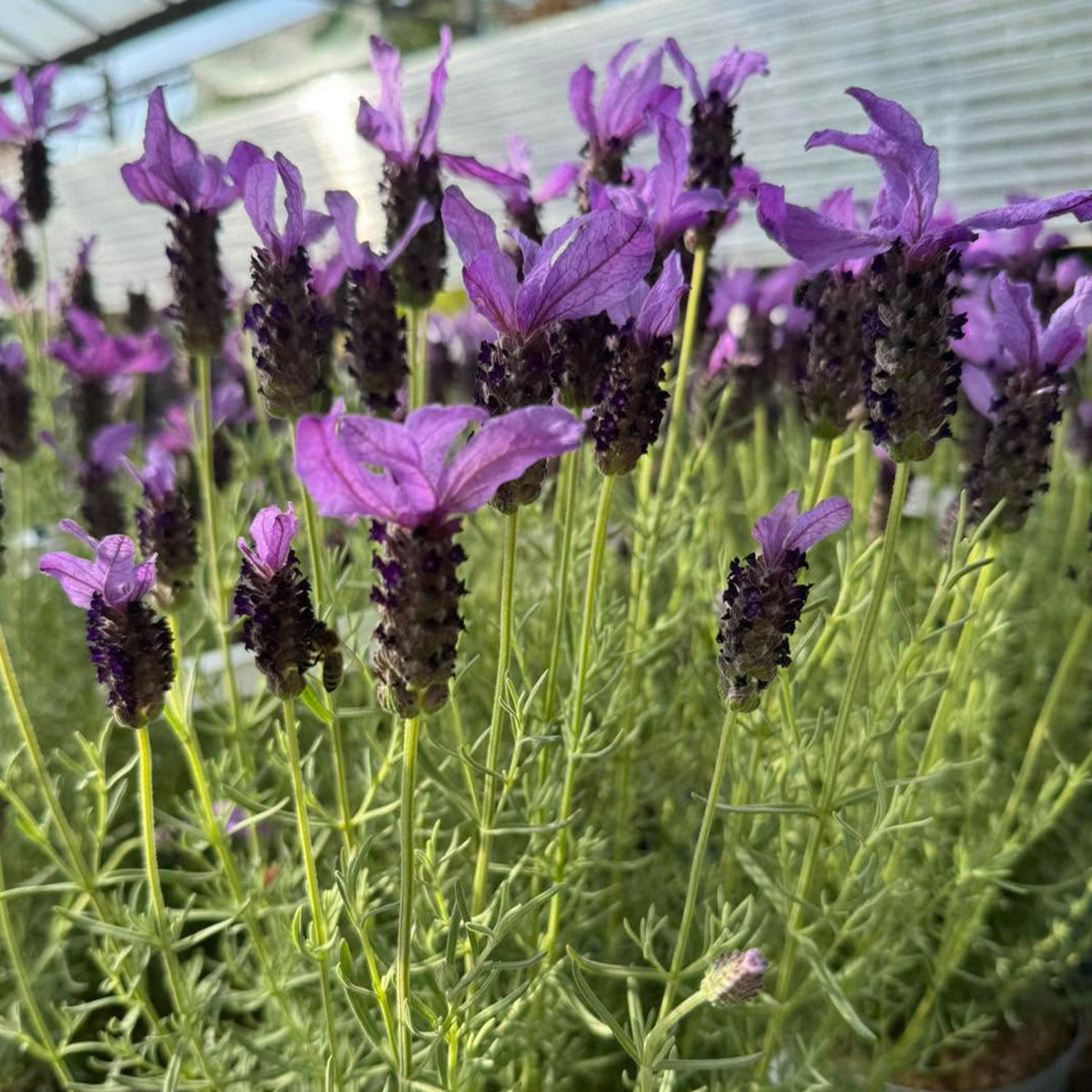 Lavandula Stoechas ‘LaDiva Papillon Purple’ (LaDiva Papillon Purple Spanish Lavender)