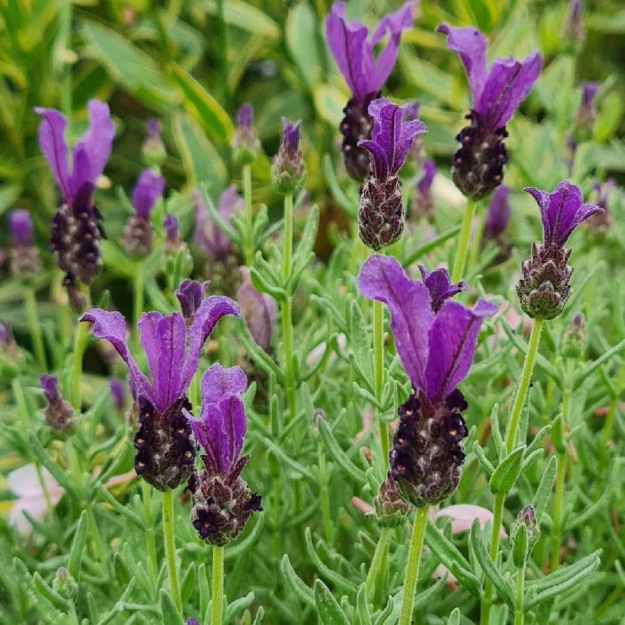 Lavandula Stoechas ‘LaDiva Papillon Purple’ (LaDiva Papillon Purple Spanish Lavender)