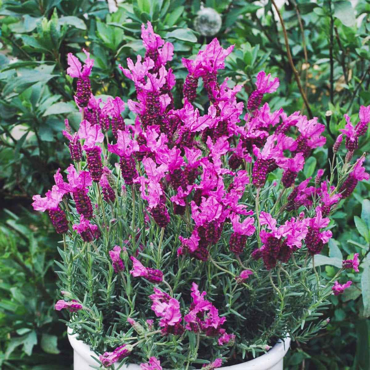 Lavandula Stoechas ‘LaDiva Papillon Rose’ (Papillon Rose Spanish Lavender)