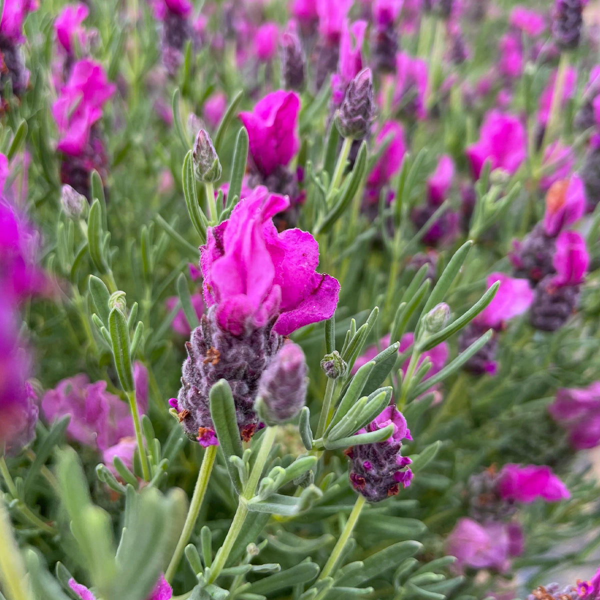 Lavandula Stoechas ‘LaDiva Papillon Rose’ (Papillon Rose Spanish Lavender)