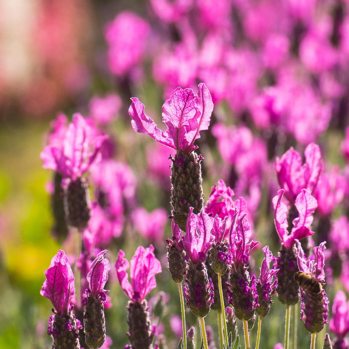 Lavandula Stoechas ‘LaDiva Papillon Rose’ (Papillon Rose Spanish Lavender)